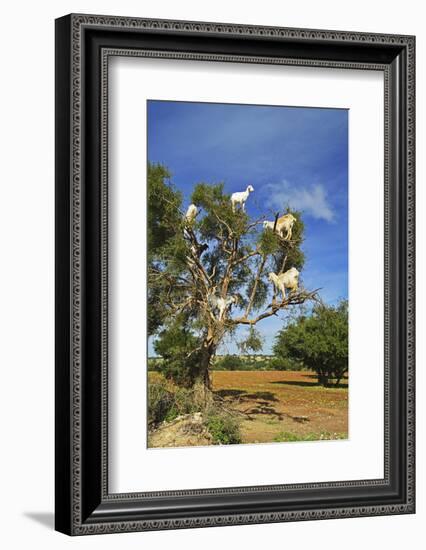 Goats on Tree, Morocco, North Africa, Africa-Jochen Schlenker-Framed Photographic Print