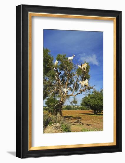 Goats on Tree, Morocco, North Africa, Africa-Jochen Schlenker-Framed Photographic Print