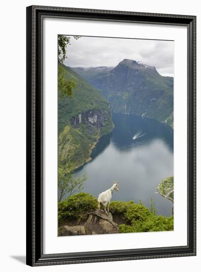 Goats Overlooking Geirangerfjorden, Near Geiranger, UNESCO Site, More Og Romsdal, Norway-Gary Cook-Framed Photographic Print