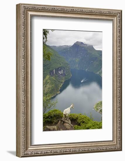 Goats Overlooking Geirangerfjorden, Near Geiranger, UNESCO Site, More Og Romsdal, Norway-Gary Cook-Framed Photographic Print