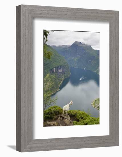 Goats Overlooking Geirangerfjorden, Near Geiranger, UNESCO Site, More Og Romsdal, Norway-Gary Cook-Framed Photographic Print