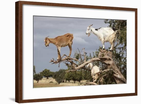 Goats Up Argan Tree, Near Essaouira, Morocco, North Africa, Africa-Stuart Black-Framed Photographic Print