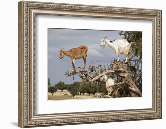 Goats Up Argan Tree, Near Essaouira, Morocco, North Africa, Africa-Stuart Black-Framed Photographic Print