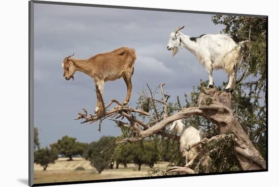 Goats Up Argan Tree, Near Essaouira, Morocco, North Africa, Africa-Stuart Black-Mounted Photographic Print