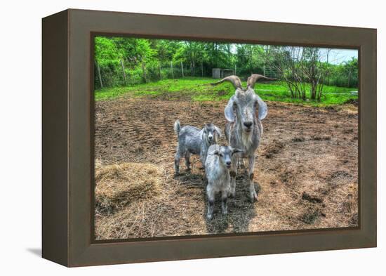 Goats-Robert Goldwitz-Framed Premier Image Canvas