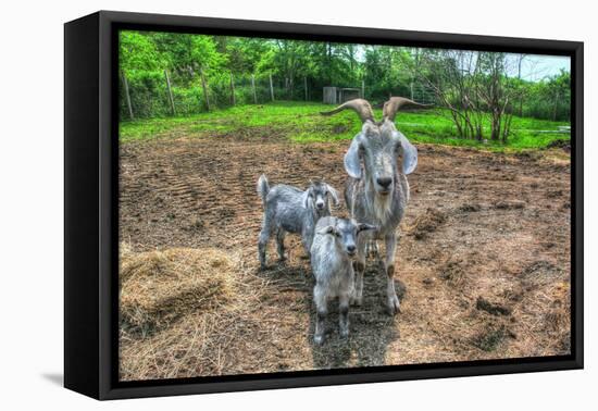 Goats-Robert Goldwitz-Framed Premier Image Canvas