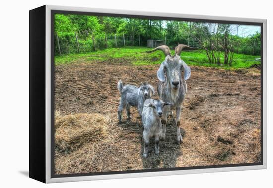 Goats-Robert Goldwitz-Framed Premier Image Canvas