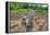 Goats-Robert Goldwitz-Framed Premier Image Canvas