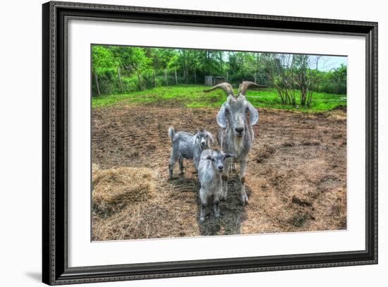 Goats-Robert Goldwitz-Framed Photographic Print