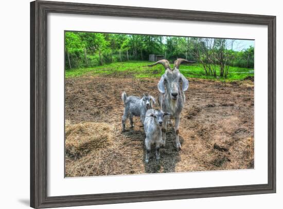 Goats-Robert Goldwitz-Framed Photographic Print