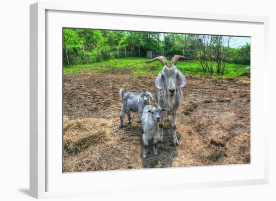 Goats-Robert Goldwitz-Framed Photographic Print