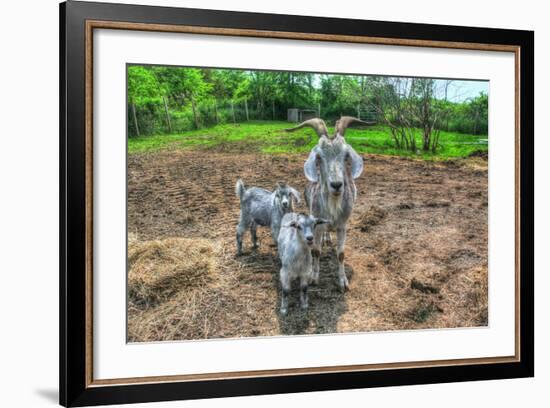 Goats-Robert Goldwitz-Framed Photographic Print
