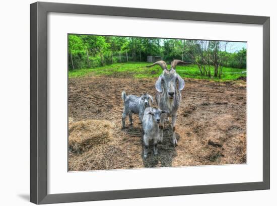 Goats-Robert Goldwitz-Framed Photographic Print