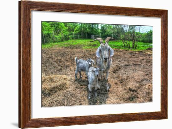 Goats-Robert Goldwitz-Framed Photographic Print