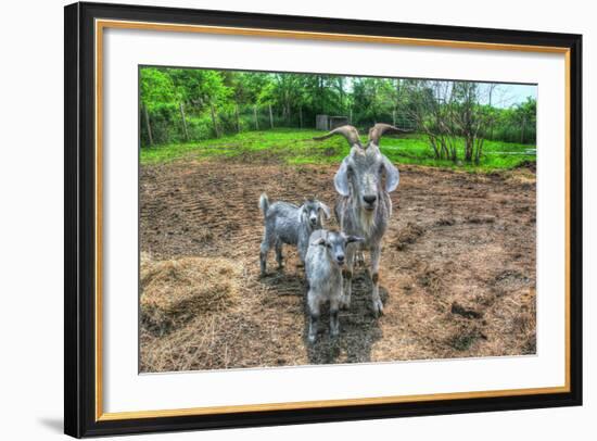 Goats-Robert Goldwitz-Framed Photographic Print