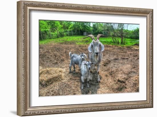 Goats-Robert Goldwitz-Framed Photographic Print