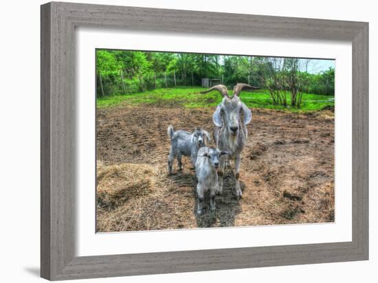 Goats-Robert Goldwitz-Framed Photographic Print