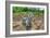 Goats-Robert Goldwitz-Framed Photographic Print