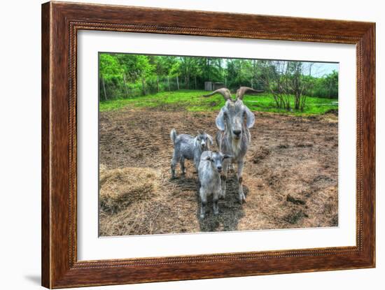 Goats-Robert Goldwitz-Framed Photographic Print