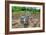 Goats-Robert Goldwitz-Framed Photographic Print