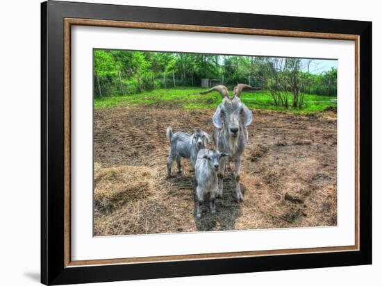 Goats-Robert Goldwitz-Framed Photographic Print