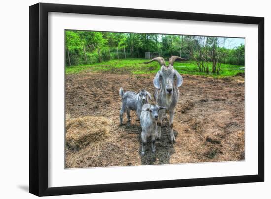 Goats-Robert Goldwitz-Framed Photographic Print