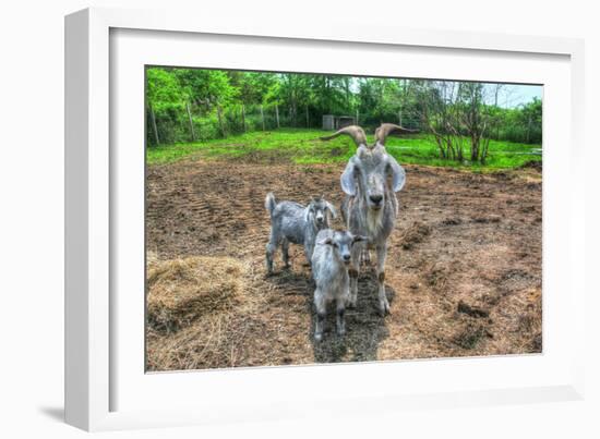 Goats-Robert Goldwitz-Framed Photographic Print