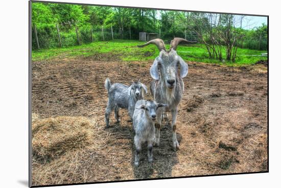 Goats-Robert Goldwitz-Mounted Photographic Print