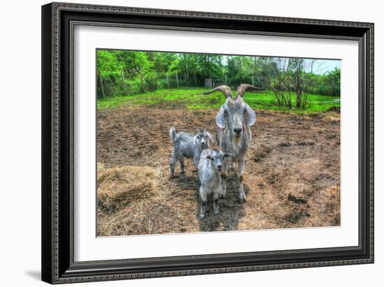 Goats-Robert Goldwitz-Framed Photographic Print