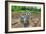 Goats-Robert Goldwitz-Framed Photographic Print