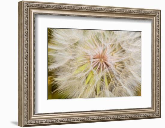 Goatsbeard Seeds in Summer in Whitefish, Montana, USA-Chuck Haney-Framed Photographic Print