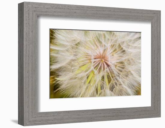 Goatsbeard Seeds in Summer in Whitefish, Montana, USA-Chuck Haney-Framed Photographic Print