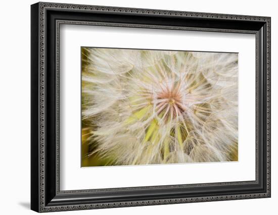 Goatsbeard Seeds in Summer in Whitefish, Montana, USA-Chuck Haney-Framed Photographic Print