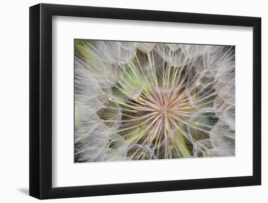 Goatsbeard Seeds in Summer in Whitefish, Montana, USA-Chuck Haney-Framed Photographic Print