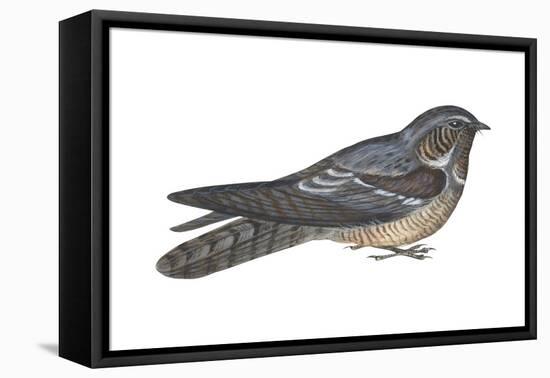 Goatsucker or Nightjar (Caprimulgus Europaeus), Birds-Encyclopaedia Britannica-Framed Stretched Canvas
