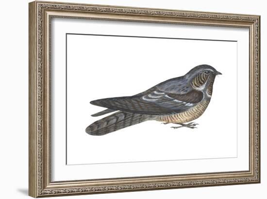 Goatsucker or Nightjar (Caprimulgus Europaeus), Birds-Encyclopaedia Britannica-Framed Art Print