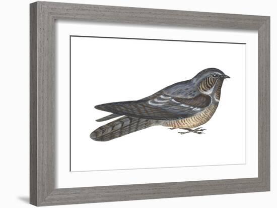 Goatsucker or Nightjar (Caprimulgus Europaeus), Birds-Encyclopaedia Britannica-Framed Art Print