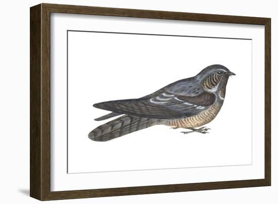 Goatsucker or Nightjar (Caprimulgus Europaeus), Birds-Encyclopaedia Britannica-Framed Art Print