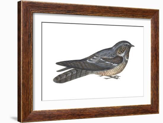 Goatsucker or Nightjar (Caprimulgus Europaeus), Birds-Encyclopaedia Britannica-Framed Art Print