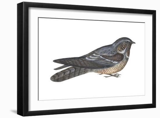 Goatsucker or Nightjar (Caprimulgus Europaeus), Birds-Encyclopaedia Britannica-Framed Art Print