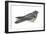Goatsucker or Nightjar (Caprimulgus Europaeus), Birds-Encyclopaedia Britannica-Framed Art Print