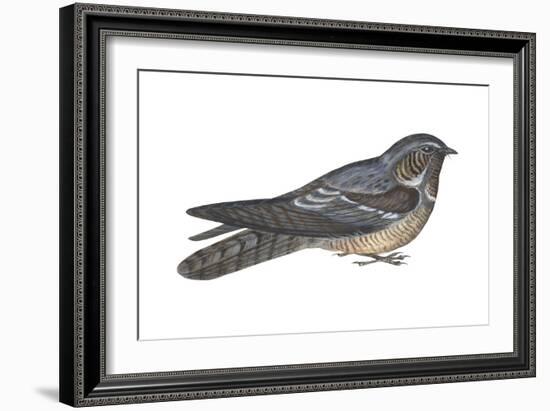 Goatsucker or Nightjar (Caprimulgus Europaeus), Birds-Encyclopaedia Britannica-Framed Art Print