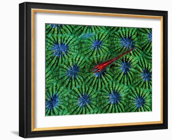 Gobidon Gobiodon of the Corals (Pleurosicya Mossambica) on a Colony of Diploastrea-Andrea Ferrari-Framed Photographic Print