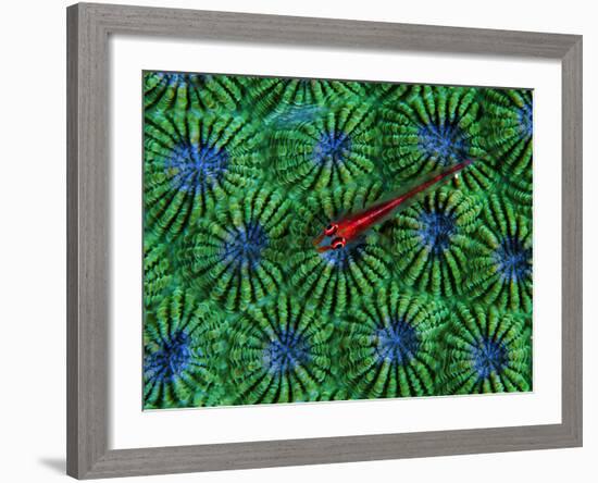 Gobidon Gobiodon of the Corals (Pleurosicya Mossambica) on a Colony of Diploastrea-Andrea Ferrari-Framed Photographic Print