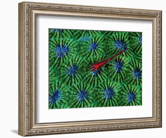 Gobidon Gobiodon of the Corals (Pleurosicya Mossambica) on a Colony of Diploastrea-Andrea Ferrari-Framed Photographic Print