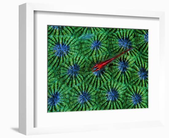 Gobidon Gobiodon of the Corals (Pleurosicya Mossambica) on a Colony of Diploastrea-Andrea Ferrari-Framed Photographic Print