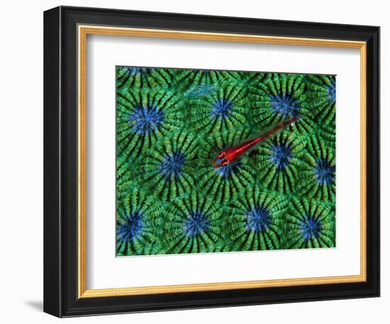 Gobidon Gobiodon of the Corals (Pleurosicya Mossambica) on a Colony of Diploastrea-Andrea Ferrari-Framed Photographic Print