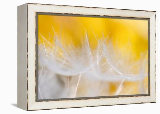 Goblets of light-Marco Carmassi-Framed Premier Image Canvas