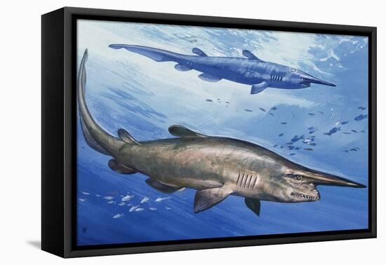 Goblin Shark (Mitsukurina Owstoni or Scapanorhynchus Owstoni), Mitsukurinidae-null-Framed Premier Image Canvas