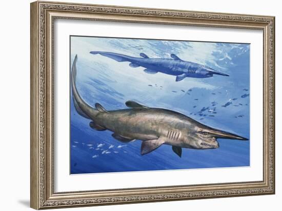 Goblin Shark (Mitsukurina Owstoni or Scapanorhynchus Owstoni), Mitsukurinidae-null-Framed Giclee Print